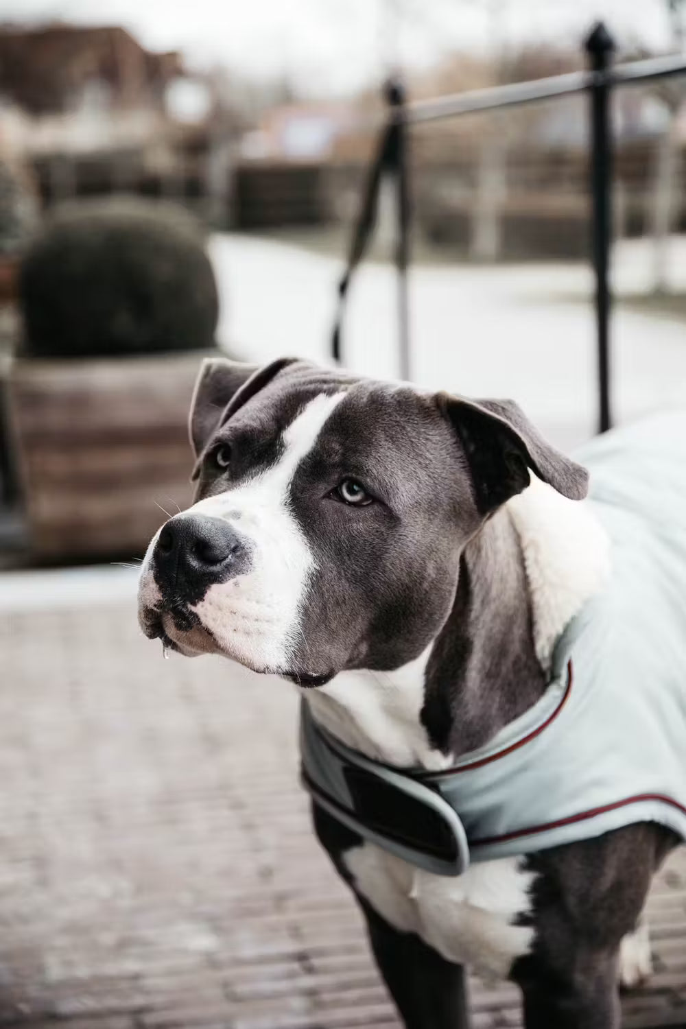 Kentucky Dog Coat Waterdicht 160gr – detailfoto 7
