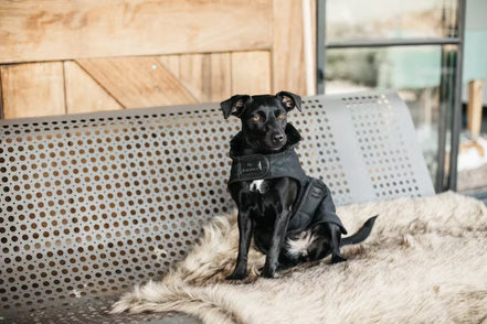 Kentucky Hondenjasje Original