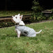 Kentucky Dog Coat Waterdicht 160gr – detailfoto 8