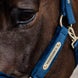 Kentucky Velvet Halster
