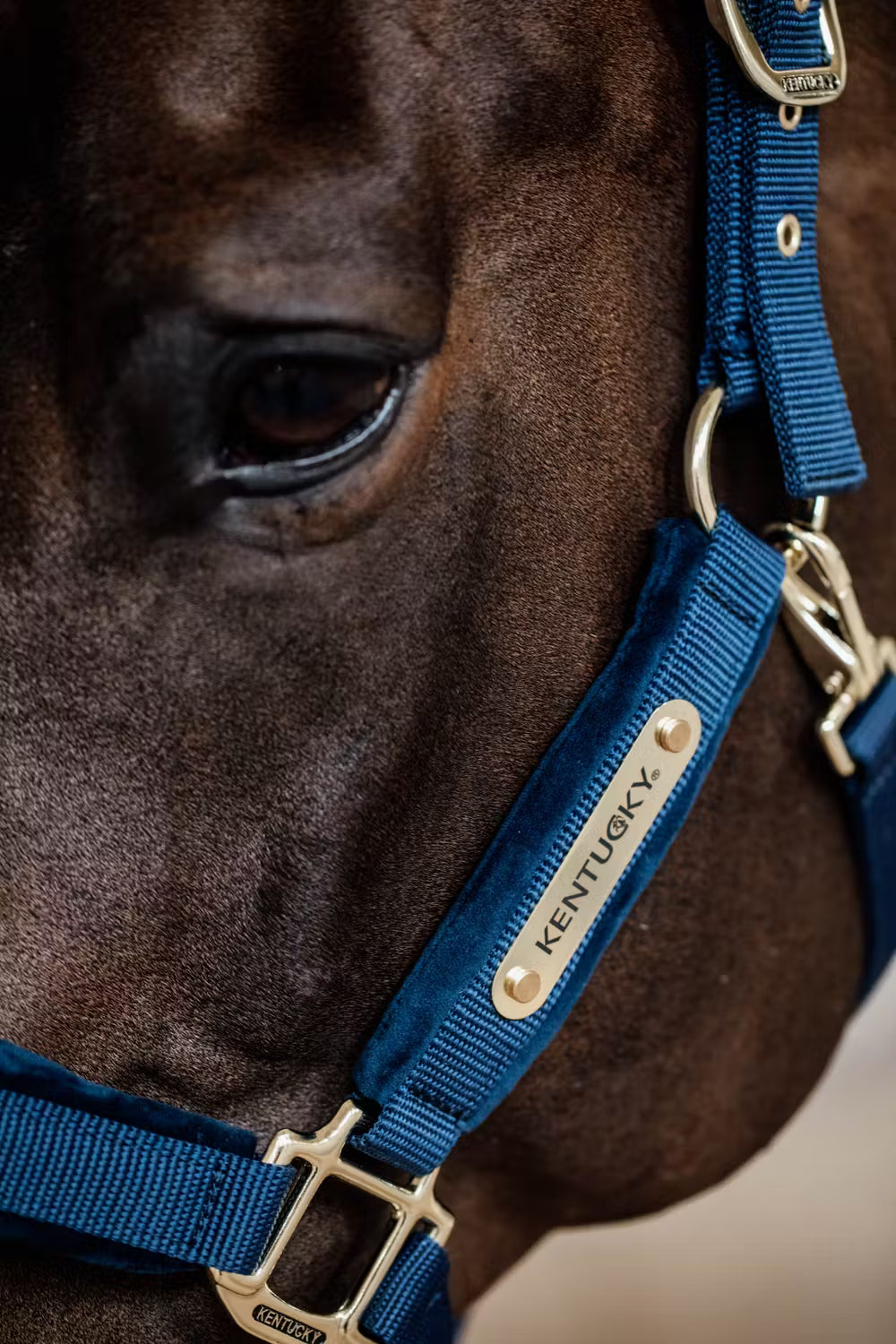 Kentucky Velvet Halster