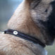Dy'on Fancy Dog Collar – detailfoto 3