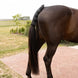 Kentucky Staartbeschermer Pro voor Transport en Maximale Bescherming Toebehoren - Maddelin Equestrian Kentucky
