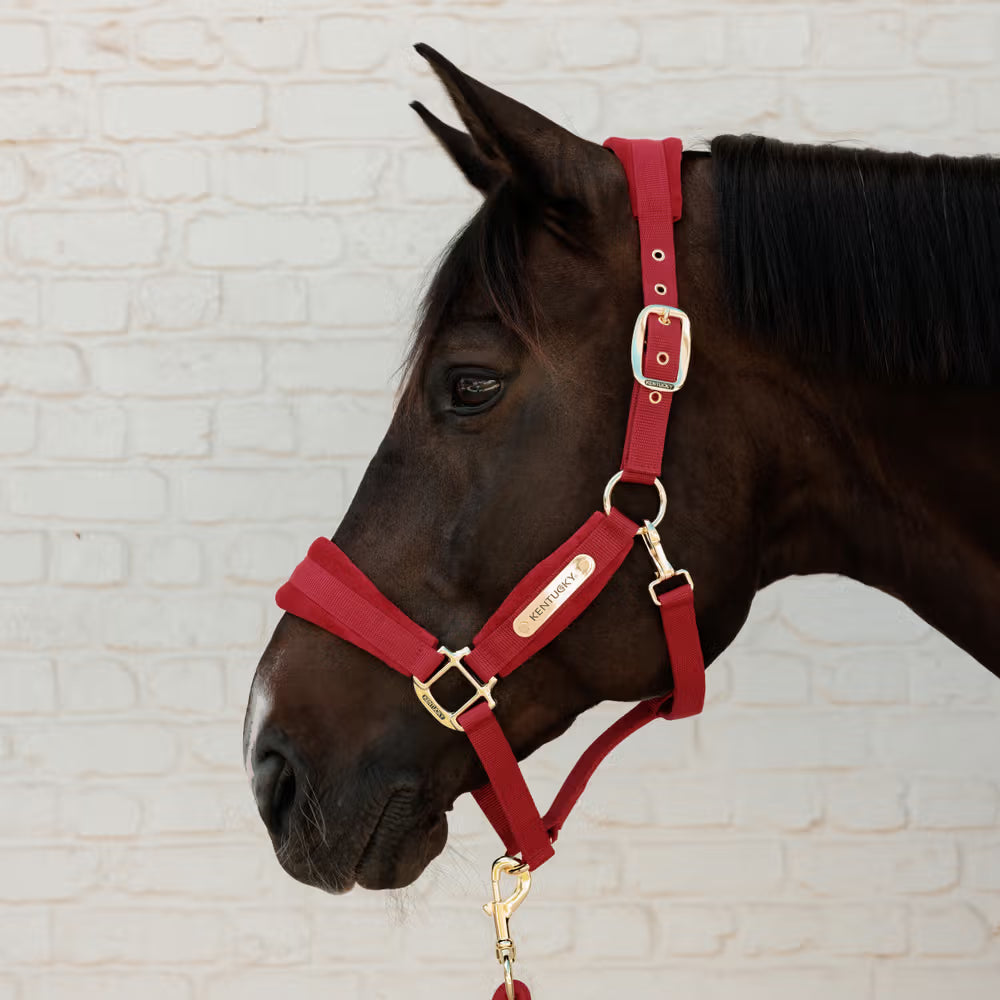 Kentucky Velvet Halster