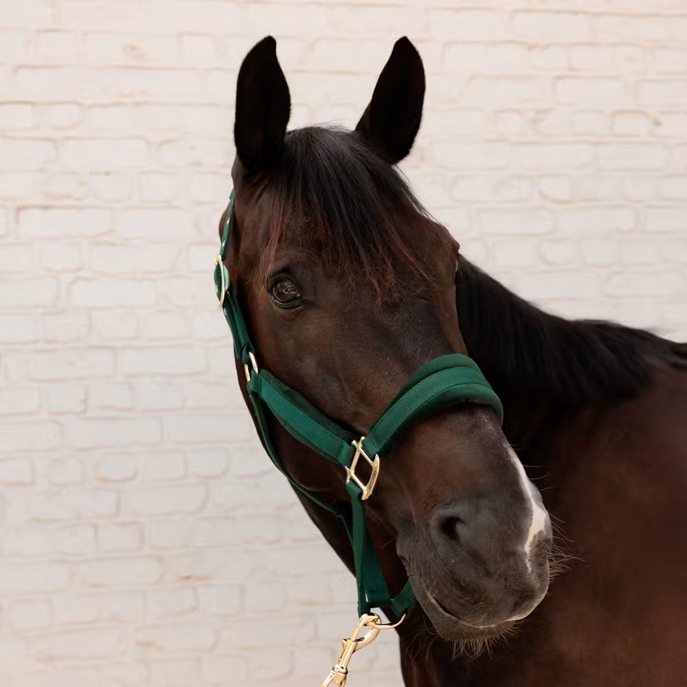 Kentucky Velvet Halster