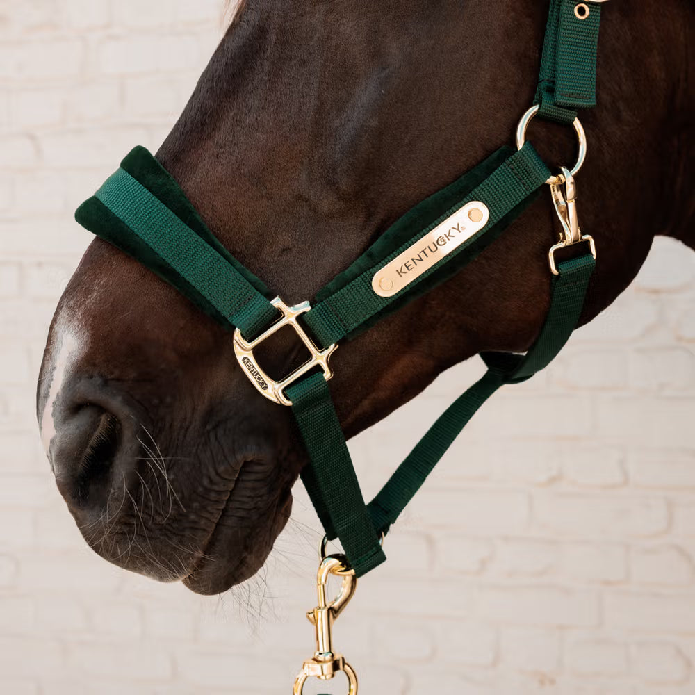 Kentucky Velvet Halster