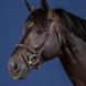 Dy'on Flash Noseband Hoofdstel Hunter – detailfoto 3