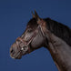 Dy'on Flash Noseband Hoofdstel Hunter – detailfoto 4
