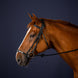 Hoofdstel met aanpasbare Duitse neusriem New English Collection Trenshoofdstellen - Maddelin Equestrian Dy on