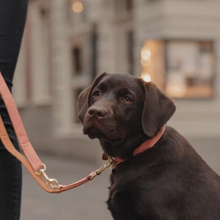 Kentucky Dog Lead Vegan Leather
