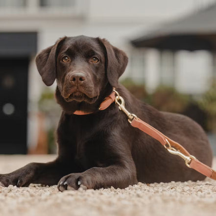 Kentucky Dog Lead Vegan Leather