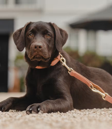 Laisse pour chien Kentucky en cuir végétalien