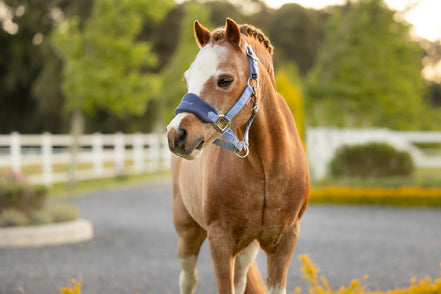 LeMieux Vogue Halster & Touw