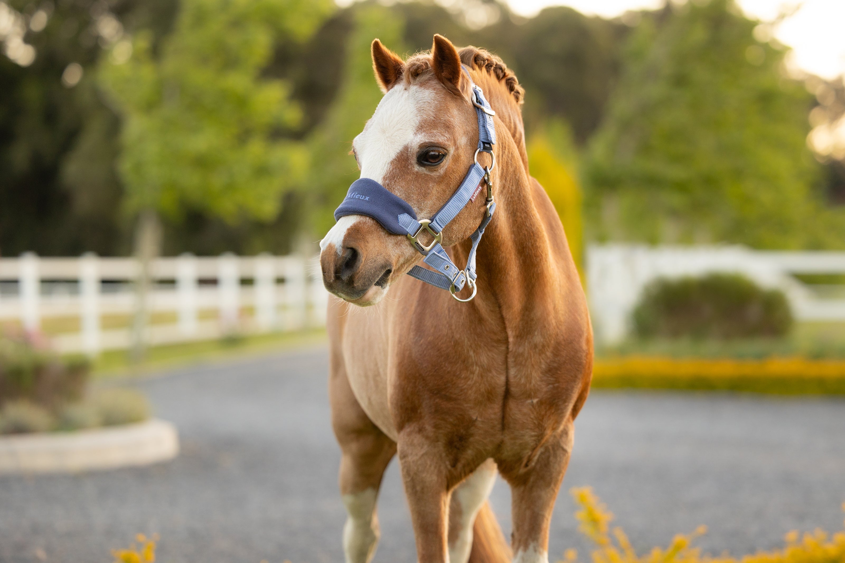 LeMieux Vogue Halster & Touw