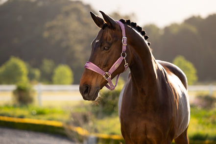 LeMieux Versailles Halster