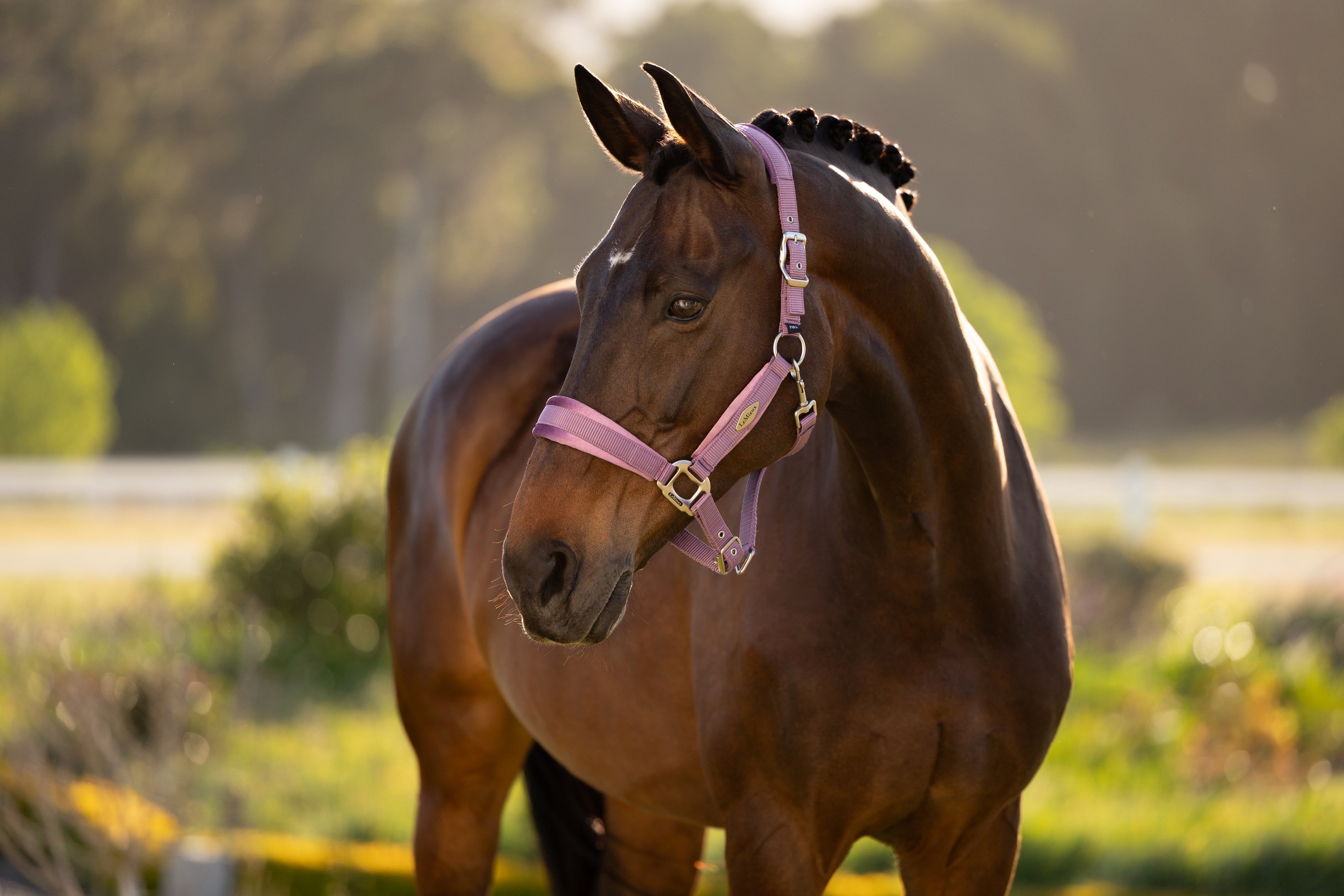 LeMieux Versailles Halster