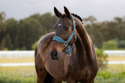 LeMieux Versailles Halster