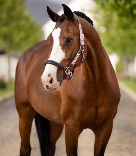 LeMieux Capella Halster