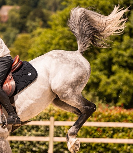 Samshield Spineshield Zadeldek