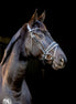 LJ Leathers Pro Selected Bridle Sunline Black