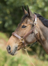 HFI Grooming Halster