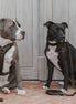Kentucky Dog Harness Active Teddy Fleece