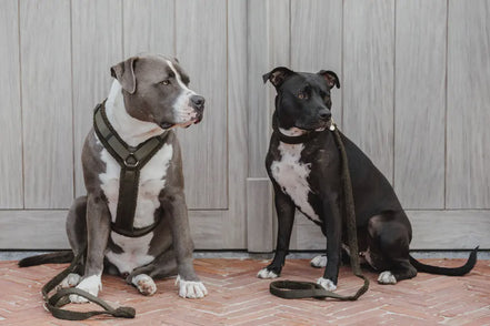 Kentucky Dog Harness Active Teddy Fleece