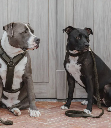 Kentucky Dog Harness Active Teddy Fleece