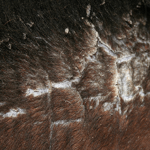 Animaderm Cutene 200ml Verzorgingsproducten - Maddelin Equestrian Animaderm