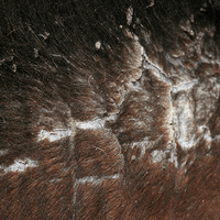 Animaderm Cutene 200ml Verzorgingsproducten - Maddelin Equestrian Animaderm