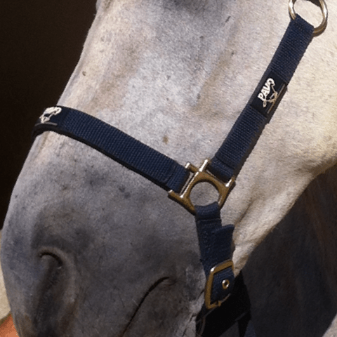 Animaderm Cutene - Verzorgende Crème 100ml Verzorgingsproducten - Maddelin Equestrian Animaderm