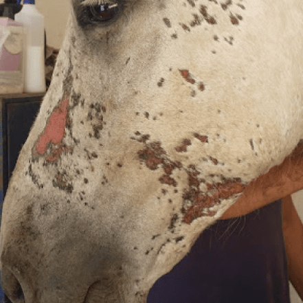 Animaderm Cutene - Verzorgende Crème 100ml Verzorgingsproducten - Maddelin Equestrian Animaderm