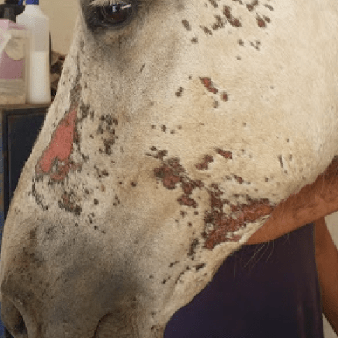 Animaderm Cutene - Verzorgende Crème 100ml Verzorgingsproducten - Maddelin Equestrian Animaderm