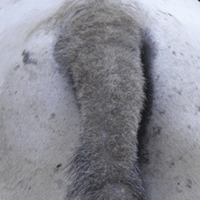 Animaderm Derfen Clear Lotion – Verzacht & Beschermt Gevoelige Huid Vliegen & eczeem - Maddelin Equestrian Animaderm
