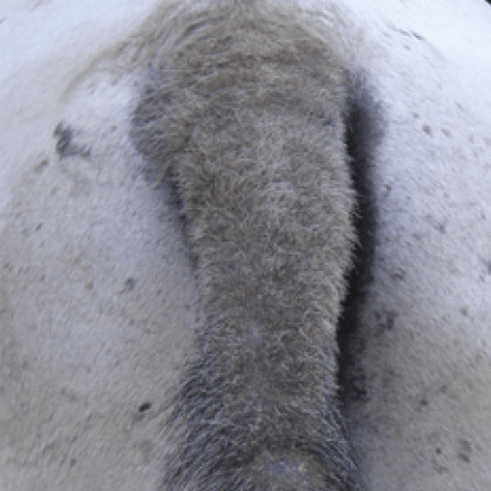 Animaderm Derfen Clear Lotion – Verzacht & Beschermt Gevoelige Huid Vliegen & eczeem - Maddelin Equestrian Animaderm