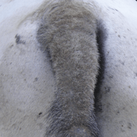 Animaderm Derfen Clear Lotion – Verzacht & Beschermt Gevoelige Huid Vliegen & eczeem - Maddelin Equestrian Animaderm