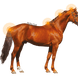 Animaderm Derfen Clear Lotion – Verzacht & Beschermt Gevoelige Huid Vliegen & eczeem - Maddelin Equestrian Animaderm