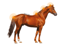 Animaderm Derfen Clear Lotion – Verzacht & Beschermt Gevoelige Huid Vliegen & eczeem - Maddelin Equestrian Animaderm