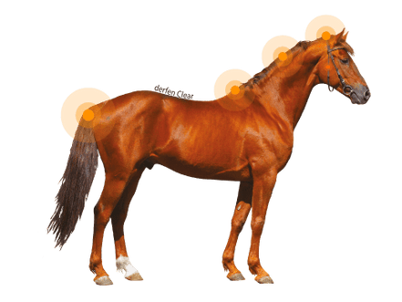 Animaderm Derfen Clear Lotion – Verzacht & Beschermt Gevoelige Huid Vliegen & eczeem - Maddelin Equestrian Animaderm