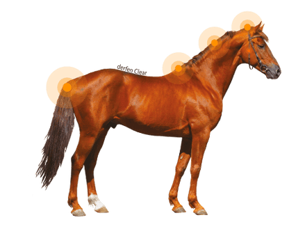 Animaderm Derfen Clear Lotion – Verzacht & Beschermt Gevoelige Huid Vliegen & eczeem - Maddelin Equestrian Animaderm