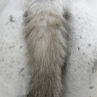 Animaderm Derfen Clear Lotion – Verzacht & Beschermt Gevoelige Huid Vliegen & eczeem - Maddelin Equestrian Animaderm