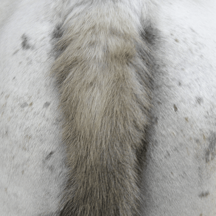 Animaderm Derfen Clear Lotion – Verzacht & Beschermt Gevoelige Huid Vliegen & eczeem - Maddelin Equestrian Animaderm