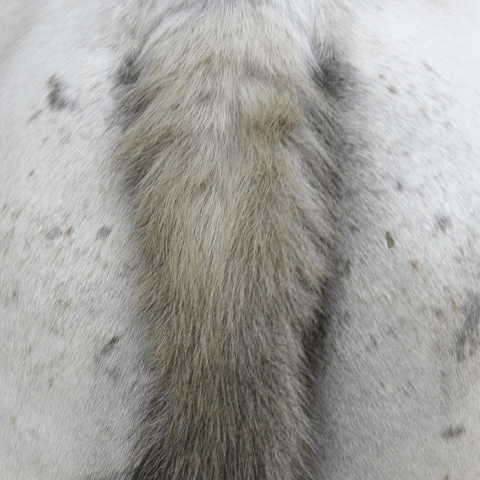 Animaderm Derfen Clear Lotion – Verzacht & Beschermt Gevoelige Huid Vliegen & eczeem - Maddelin Equestrian Animaderm