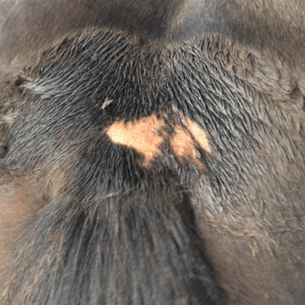 Animaderm Derfen Clear Lotion – Verzacht & Beschermt Gevoelige Huid Vliegen & eczeem - Maddelin Equestrian Animaderm