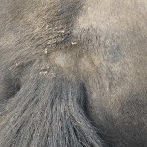 Animaderm Derfen Clear Lotion – Verzacht & Beschermt Gevoelige Huid Vliegen & eczeem - Maddelin Equestrian Animaderm