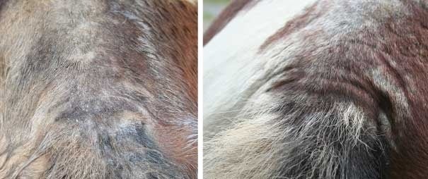 Animaderm Derfen Cream Clear Vliegen & eczeem - Maddelin Equestrian Animaderm