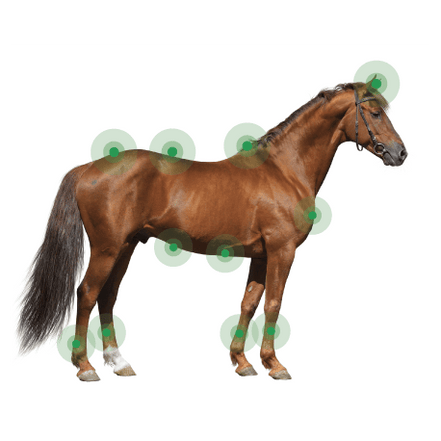 Animaderm Derfen Cream Clear Vliegen & eczeem - Maddelin Equestrian Animaderm