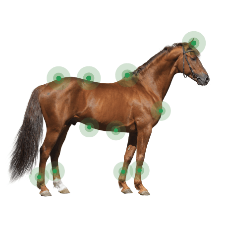 Animaderm Derfen Cream Clear Vliegen & eczeem - Maddelin Equestrian Animaderm