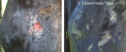 Animaderm Derfen Cream Clear Vliegen & eczeem - Maddelin Equestrian Animaderm