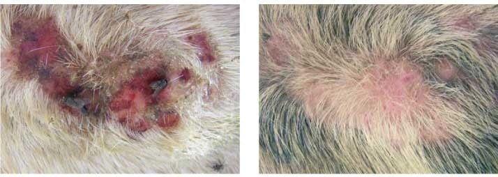 Animaderm Derfen Original Cream Vliegen & eczeem - Maddelin Equestrian Animaderm